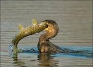 Two winning traders battle for supremacy, not all winners survive