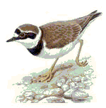 plover